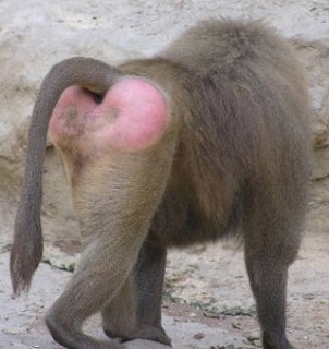 monkey butt rash